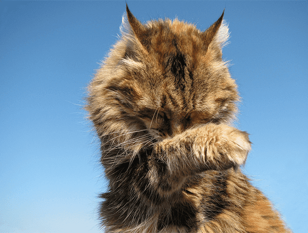 buurten poes buurten poes